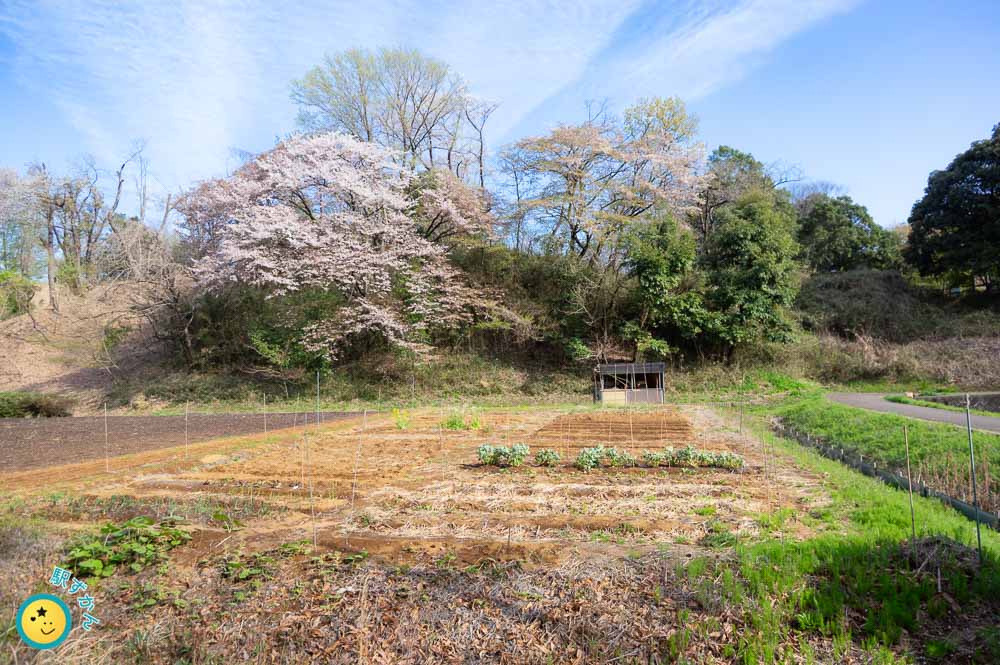 熊野神社付近の大きな桜