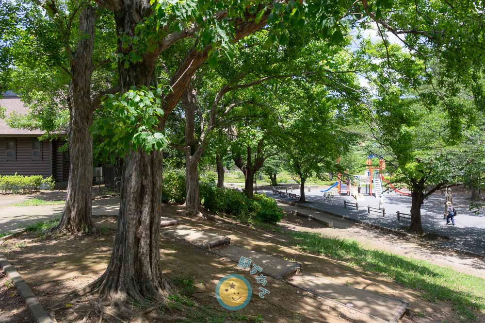 美しが丘公園の森林