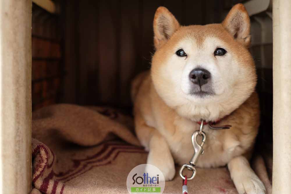 犬小屋の柴犬