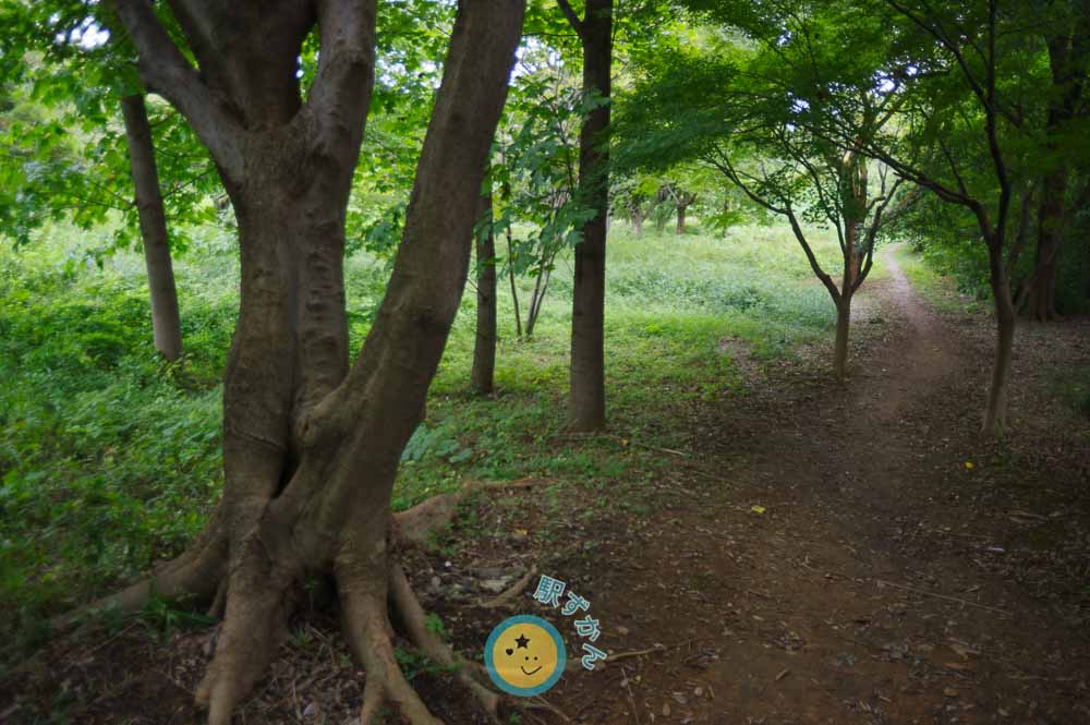 散歩道