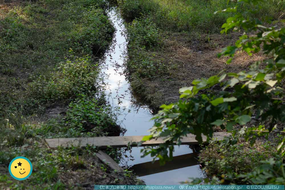 田んぼの水路