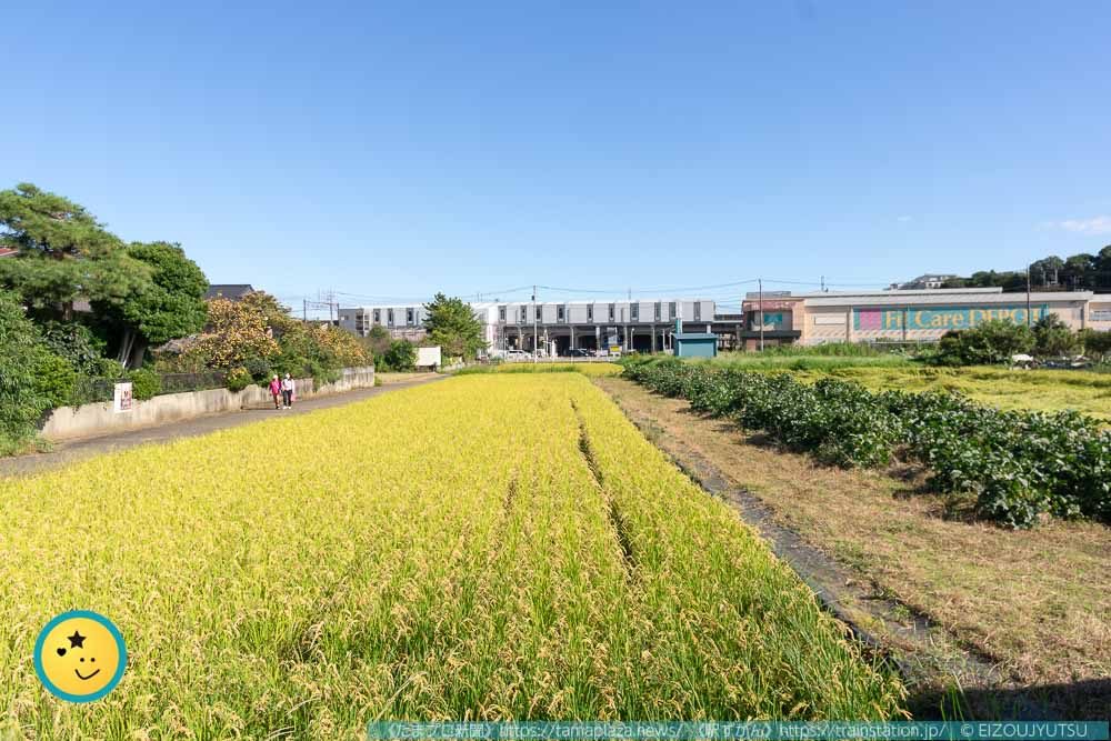 田んぼの先に見える、田奈駅と東急ストア