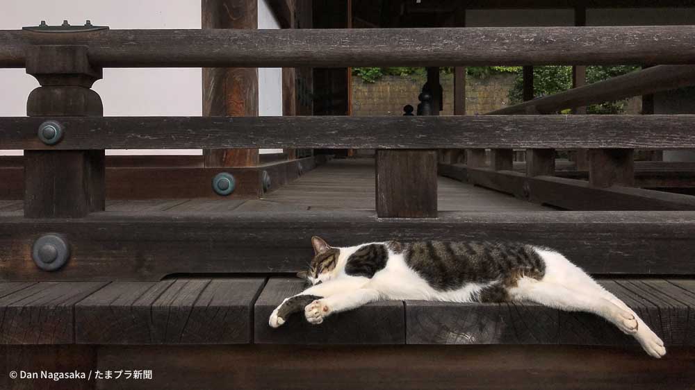 王禅寺の境内で昼寝する猫