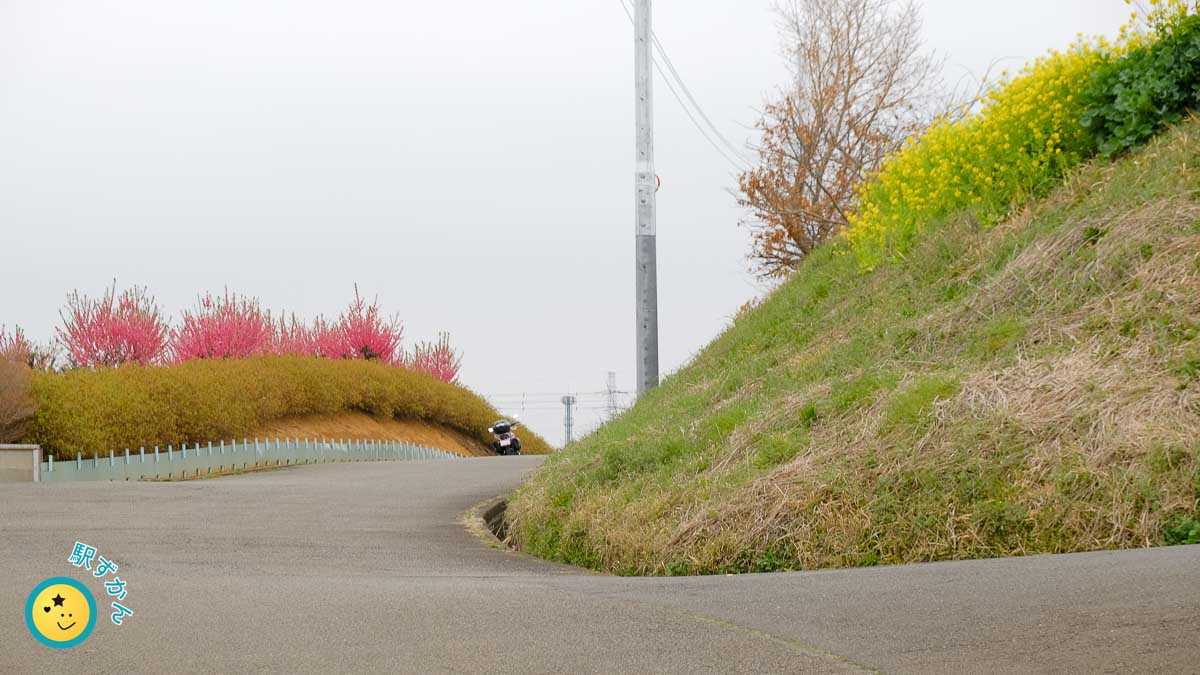 花桃と菜の花