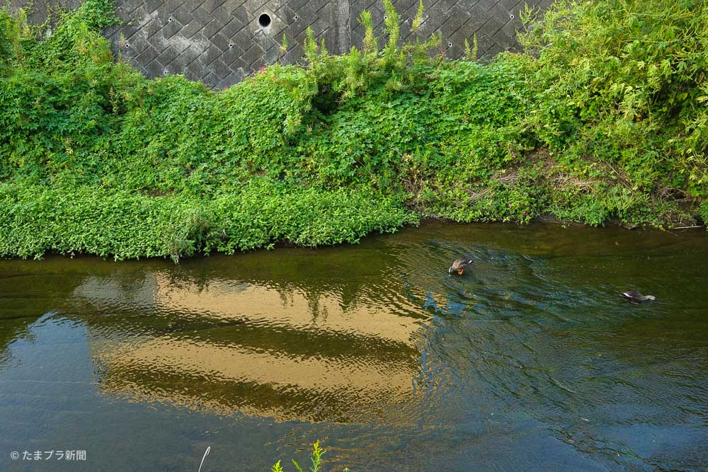 早渕川を泳ぐカモ