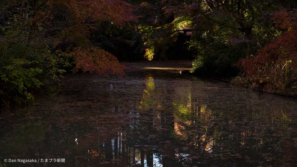 生田緑地奥の池