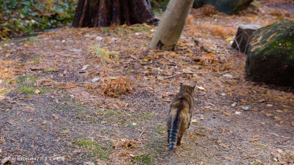 生田緑地を散歩する猫