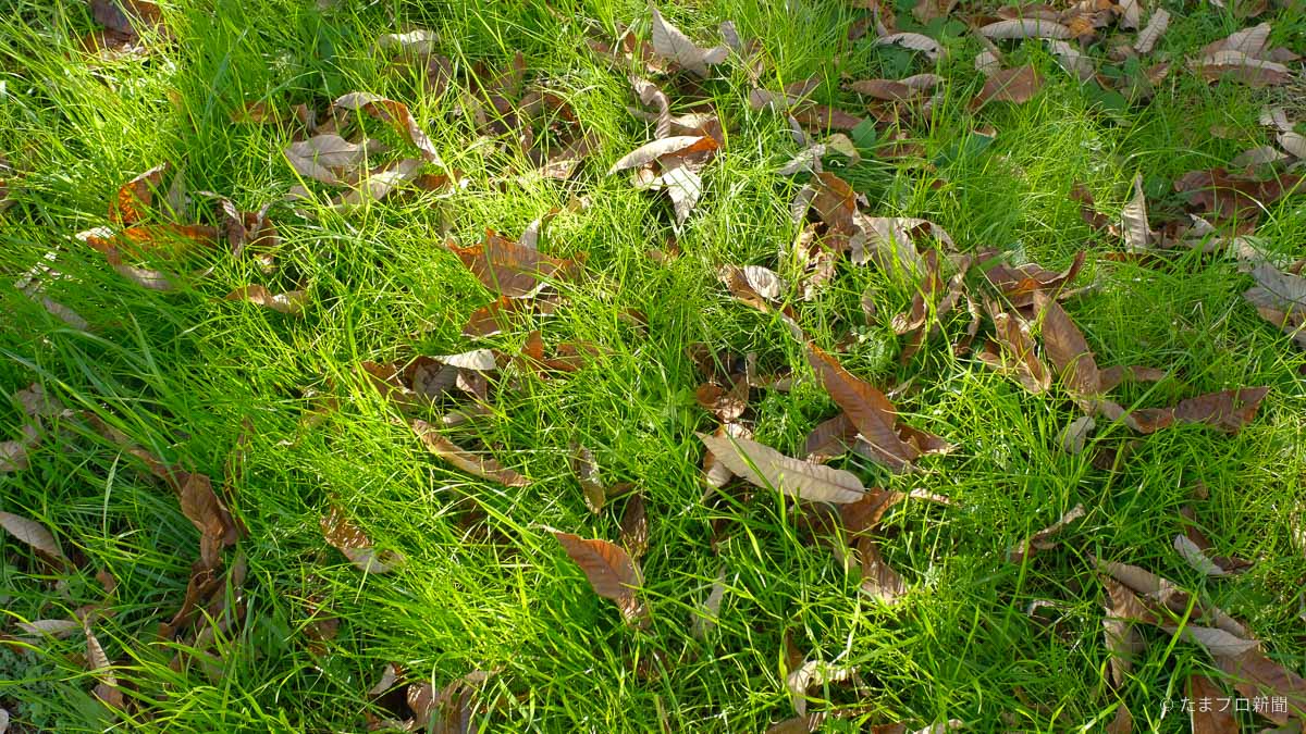緑の草と落ち葉