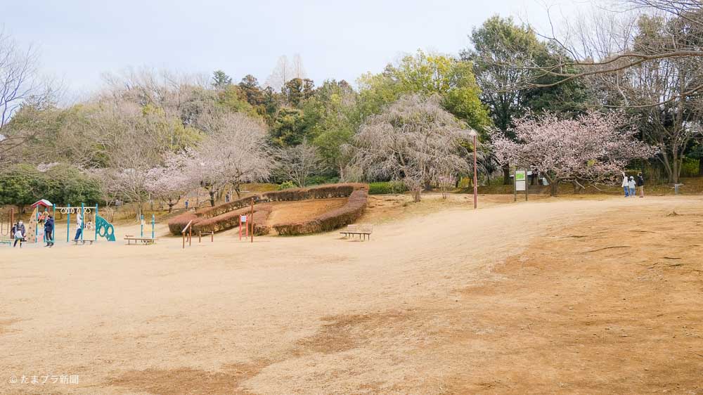 開花した玉縄桜
