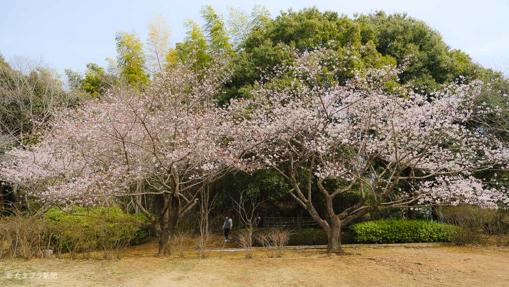 王禅寺ふるさと公園の玉縄桜