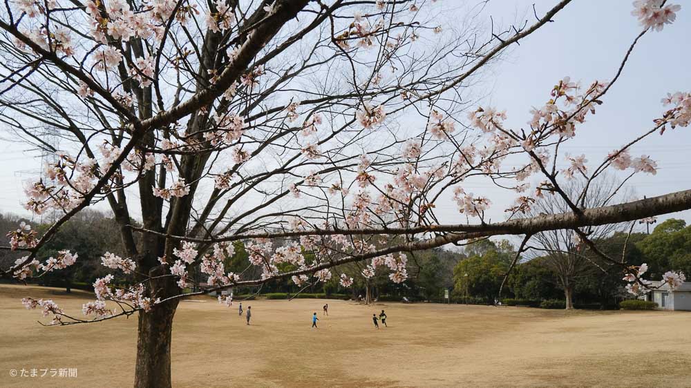 玉縄桜の花びら
