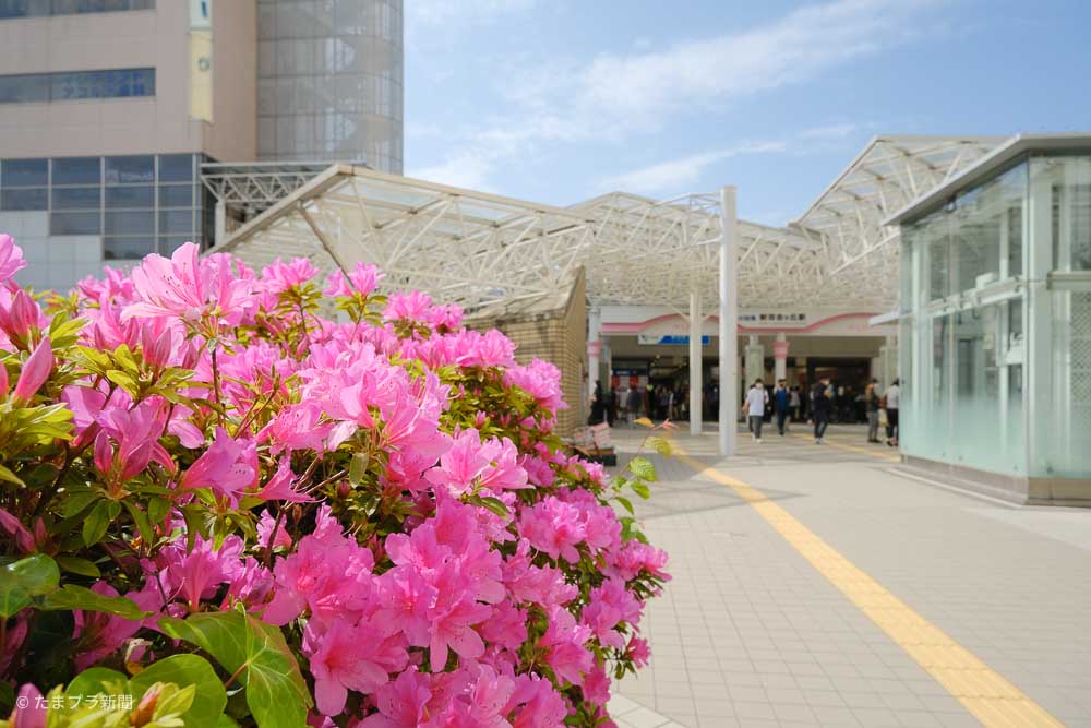 新百合ヶ丘駅のツツジの花