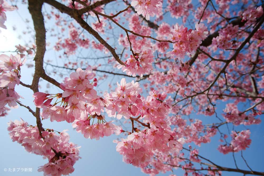 新横浜駅前公園の陽光桜が見頃 横浜市港北区 たまプロ新聞