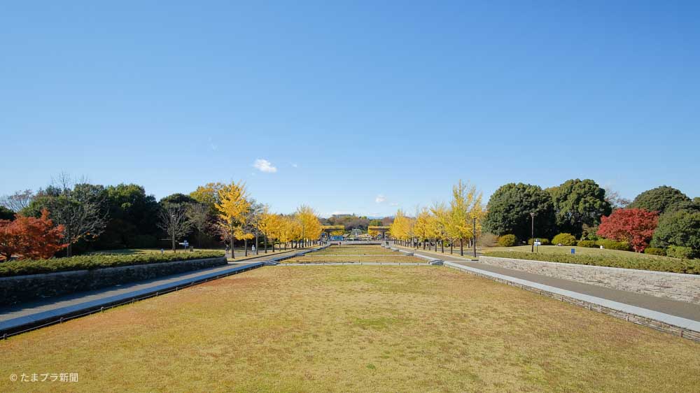 昭和記念公園イチョウ並木