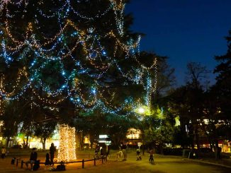 クリスマスイルミネーションの根本