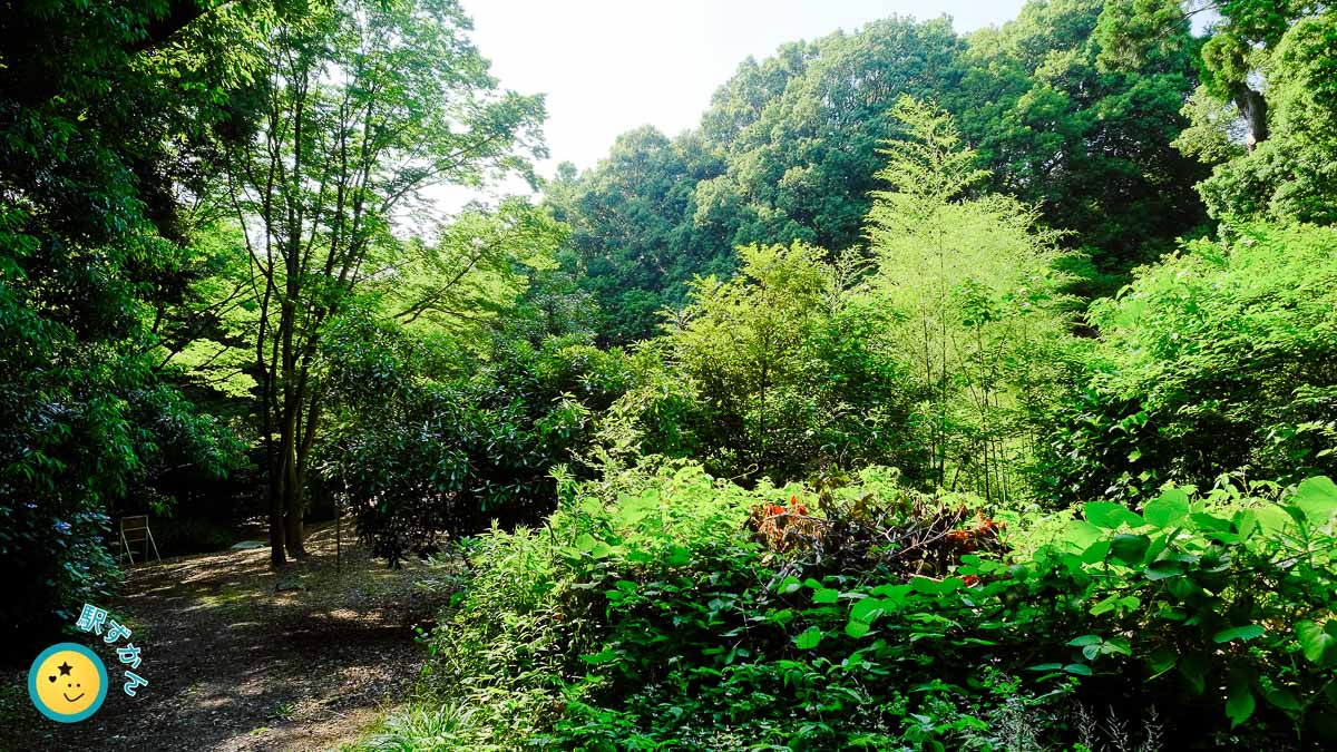 山崎公園の森林