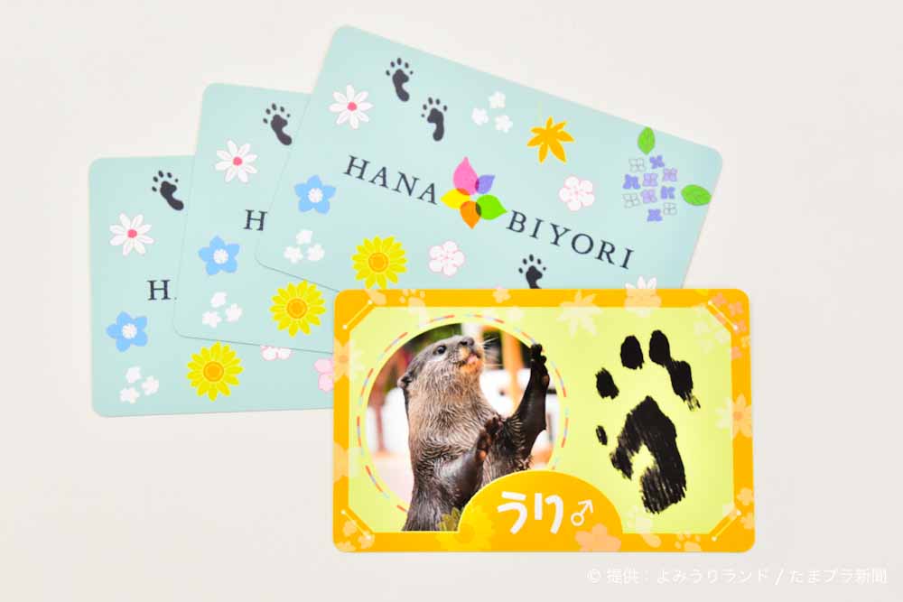 コツメカワウソ手形カード