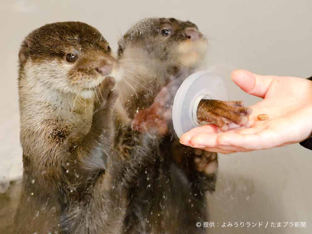コツメカワウソと握手