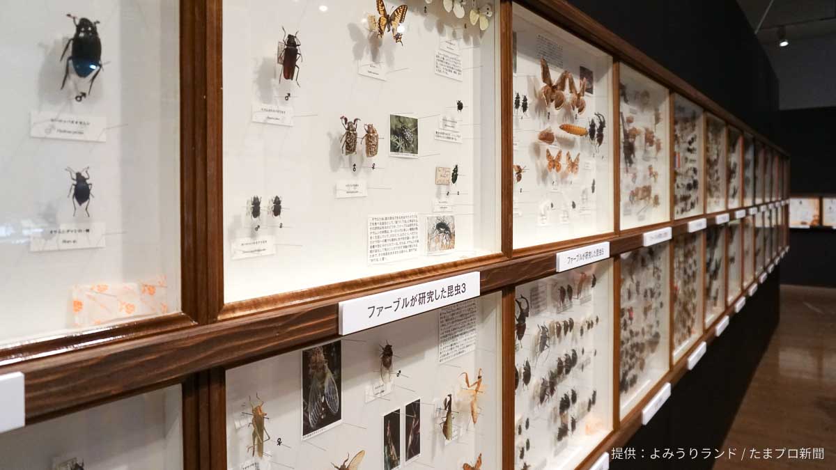 世界の昆虫標本展示