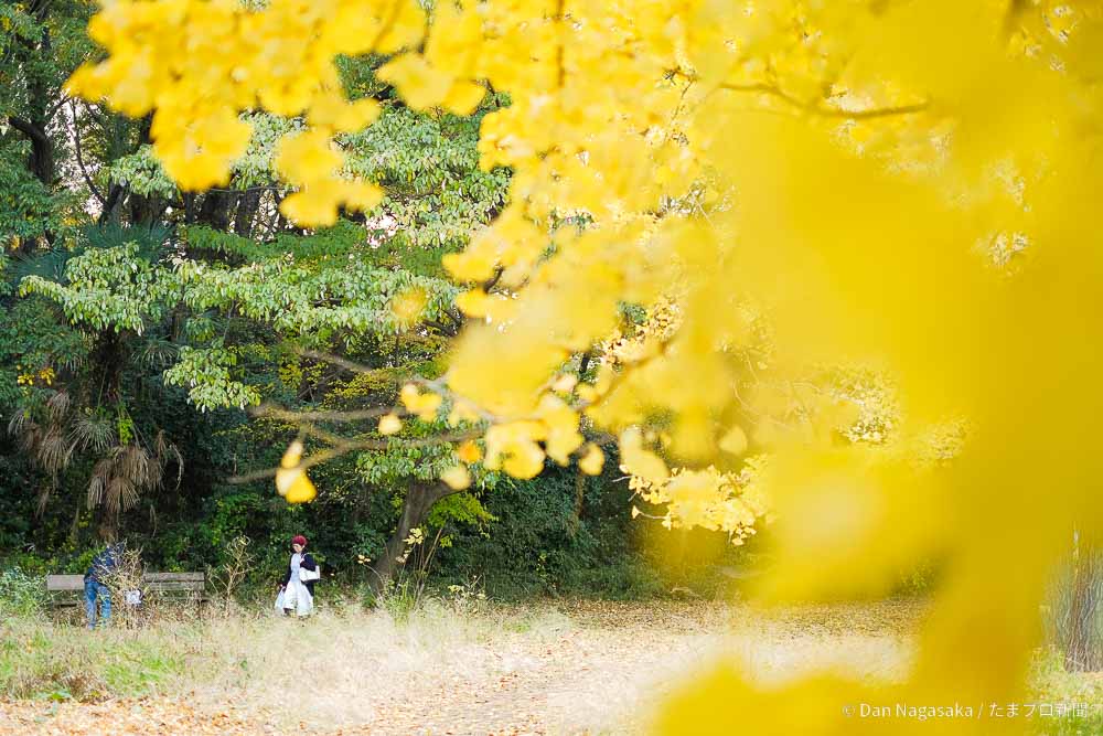 黄色いイチョウの葉と散歩女子
