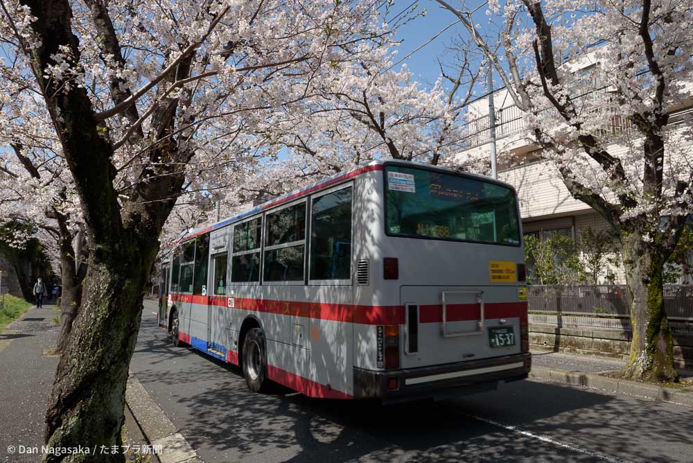 あざみ野桜通りの東急バス