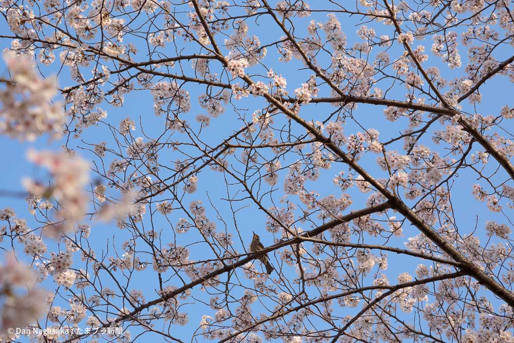 満開の桜にとまるヒヨドリ