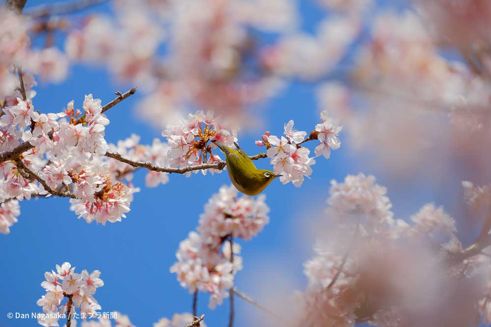 メジロと青空と桜花