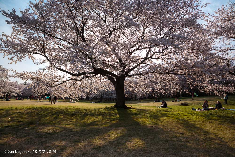 昭和記念公園の満開の桜