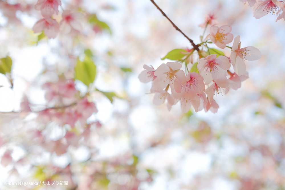 玉縄桜の葉桜
