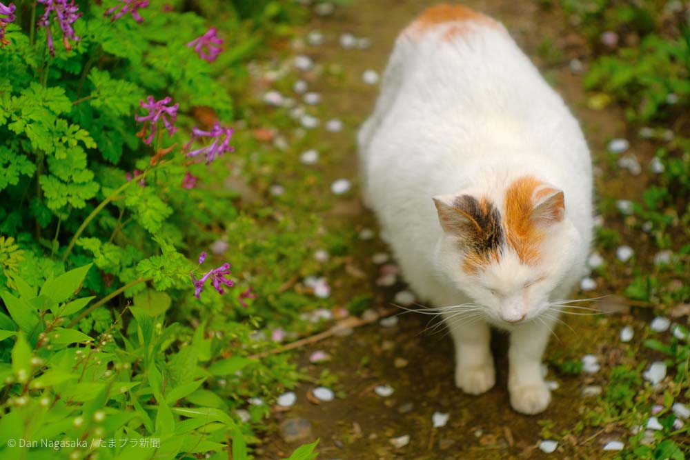 野良猫の写真で お勧めスポット紹介 横浜と川崎の北部 たまプラ新聞