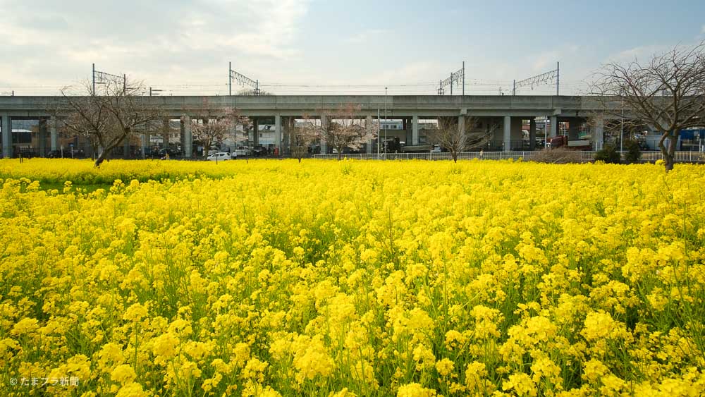 菜の花畑と横浜市営地下鉄グリーンラインの高架