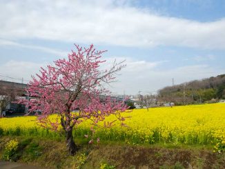 川和町の菜の花畑と桜
