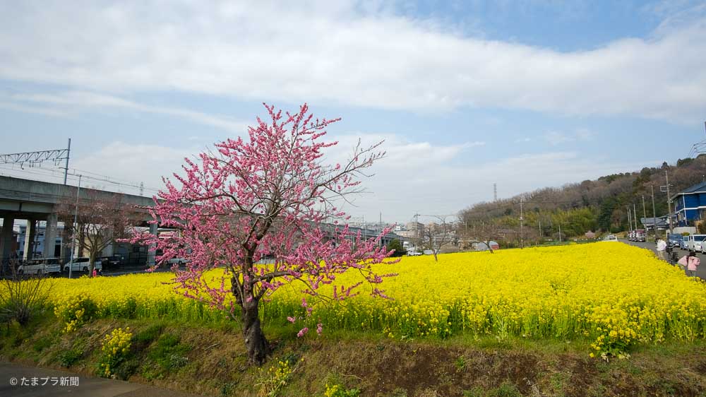 川和町の菜の花畑と桜