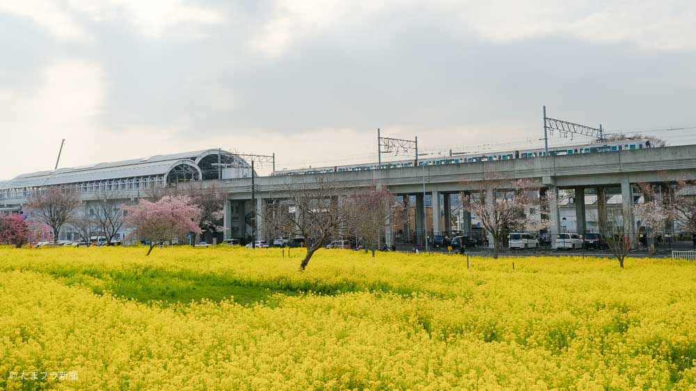 川和町駅と菜の花畑