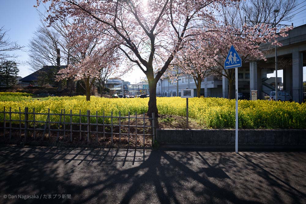 満開の桜 越の彼岸と太陽