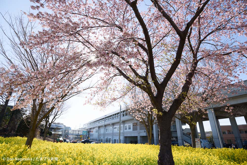 川和町駅前の桜 越の彼岸と菜の花畑