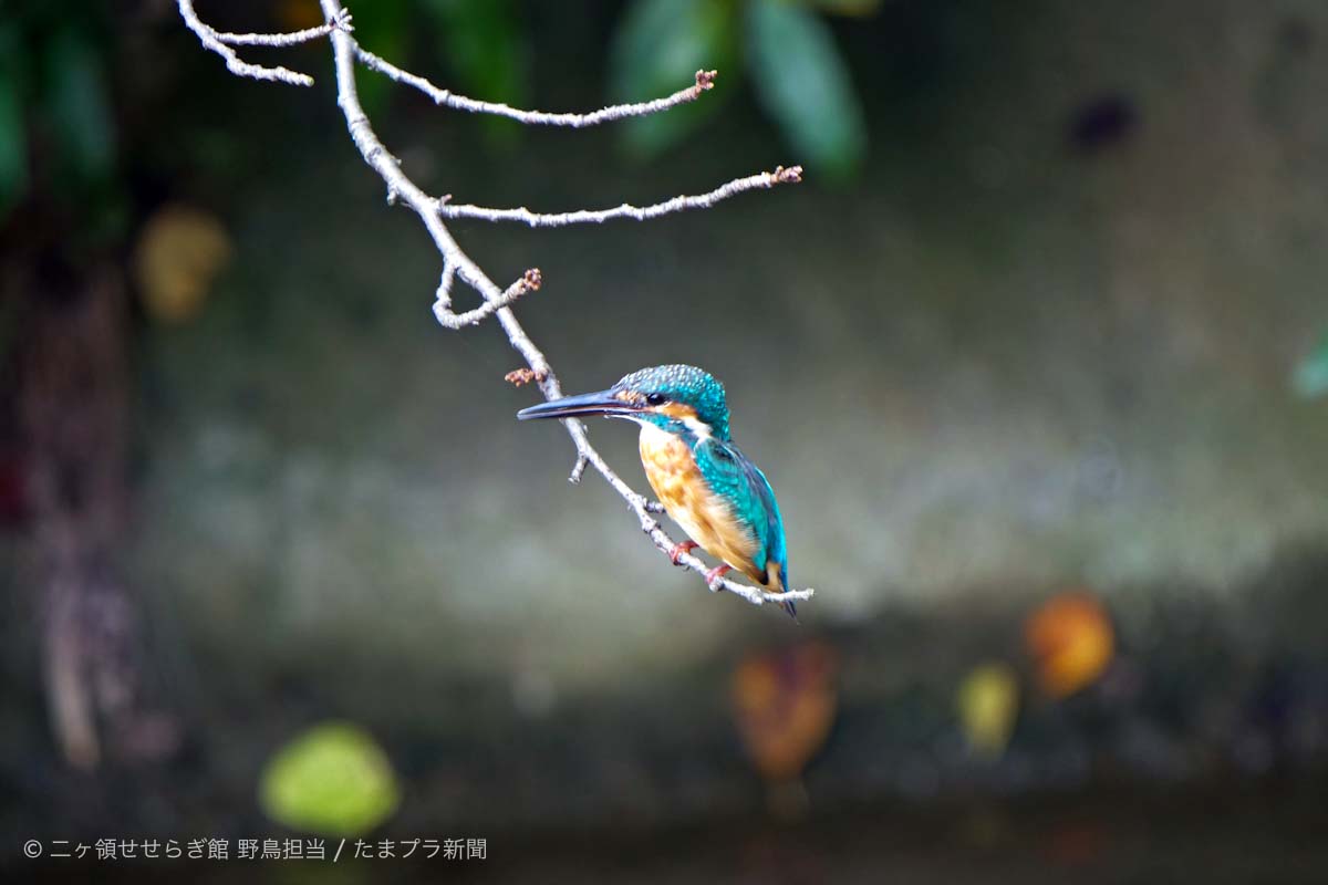 多摩川で撮った翡翠