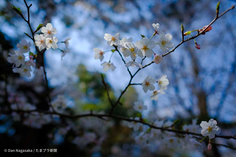 XF23mmF1.4R作例 桜の花