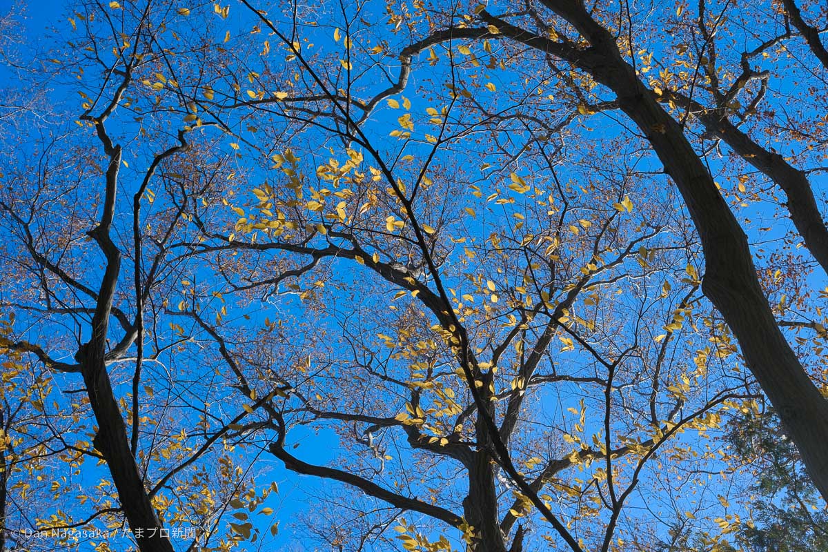 冬樹と黄色い葉
